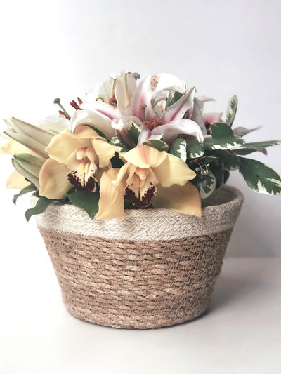Savar Plant Bowl set is made of seagrass leaves with natural jute accent at top. This bowl can dress up your plain vase of flowers just right - Giving it a natural makeover.